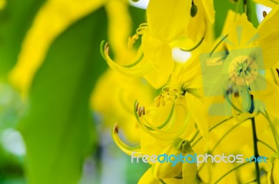 Close Up Purging Cassia Or Ratchaphruek Flowers ( Cassis Fistula… Stock Photo