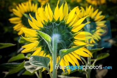 Close Up Rear View Of Blooming Sunflowers In Plantation Field Stock Photo