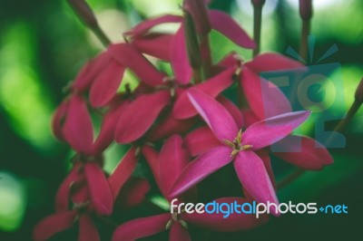 Close Up Red And Pink Flowers Stock Photo