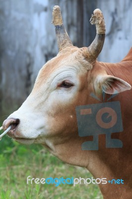 Close Up Red Cow Face Stock Photo