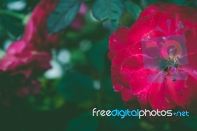 Close Up Red Flower Stock Photo