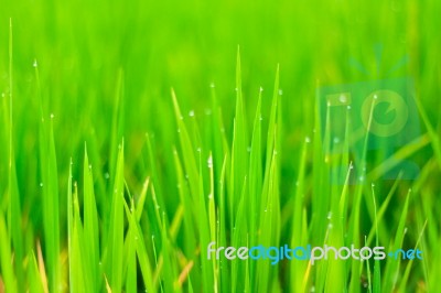 Close Up Rice Fields Stock Photo