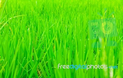 Close Up Rice Fields Stock Photo