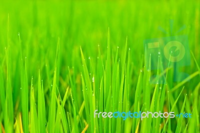 Close Up Rice Fields Stock Photo