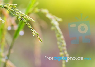 Close Up Rice Fields On Terraced Of Yellow Green Rice Field Landscape Stock Photo