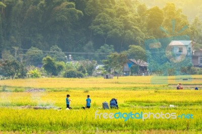 Close Up Rice Fields On Terraced Of Yellow Green Rice Field Landscape Stock Photo