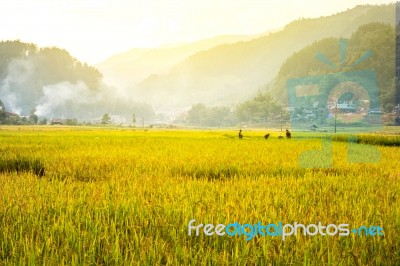 Close Up Rice Fields On Terraced Of Yellow Green Rice Field Landscape Stock Photo