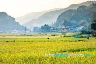 Close Up Rice Fields On Terraced Of Yellow Green Rice Field Landscape Stock Photo