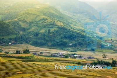 Close Up Rice Fields On Terraced Of Yellow Green Rice Field Landscape Stock Photo