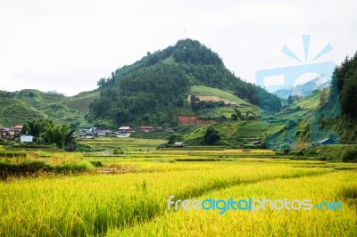 Close Up Rice Fields On Terraced Of Yellow Green Rice Field Landscape Stock Photo