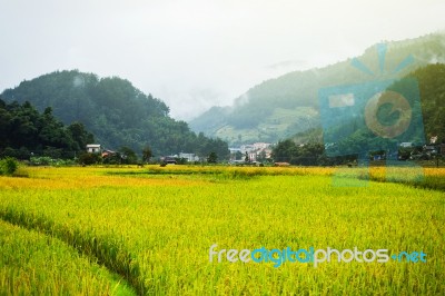 Close Up Rice Fields On Terraced Of Yellow Green Rice Field Landscape Stock Photo