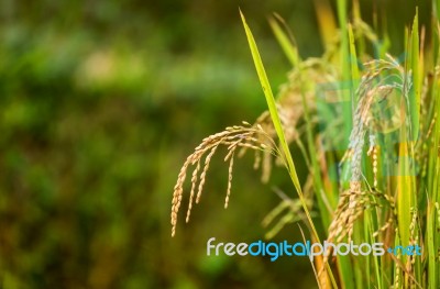 Close Up Rice Fields On Terraced Of Yellow Green Rice Field Landscape Stock Photo