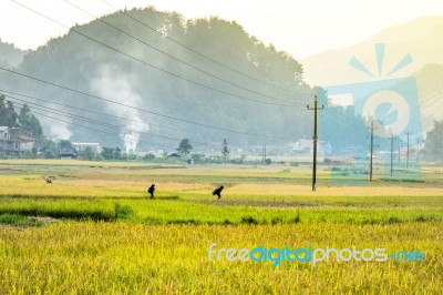 Close Up Rice Fields On Terraced Of Yellow Green Rice Field Landscape Stock Photo