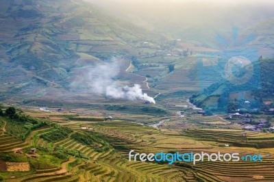 Close Up Rice Fields On Terraced Of Yellow Green Rice Field Landscape Stock Photo