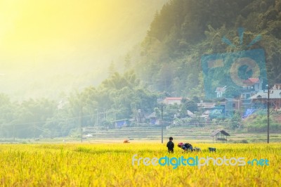 Close Up Rice Fields On Terraced Of Yellow Green Rice Field Landscape Stock Photo