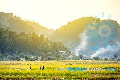 Close Up Rice Fields On Terraced Of Yellow Green Rice Field Landscape Stock Photo