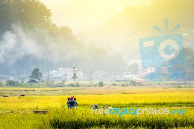 Close Up Rice Fields On Terraced Of Yellow Green Rice Field Landscape Stock Photo