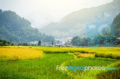 Close Up Rice Fields On Terraced Of Yellow Green Rice Field Landscape Stock Photo