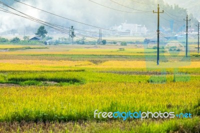 Close Up Rice Fields On Terraced Of Yellow Green Rice Field Landscape Stock Photo