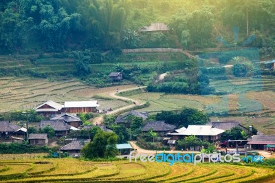 Close Up Rice Fields On Terraced Of Yellow Green Rice Field Landscape Stock Photo