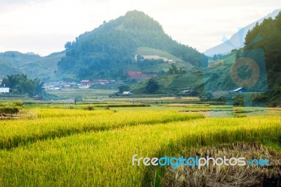 Close Up Rice Fields On Terraced Of Yellow Green Rice Field Landscape Stock Photo