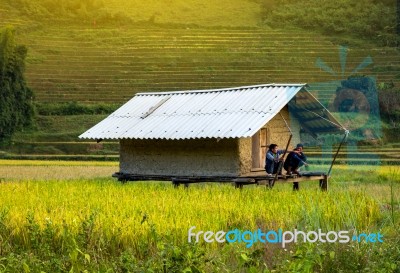 Close Up Rice Fields On Terraced Of Yellow Green Rice Field Landscape Stock Photo