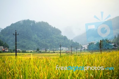 Close Up Rice Fields On Terraced Of Yellow Green Rice Field Landscape Stock Photo