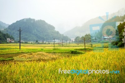 Close Up Rice Fields On Terraced Of Yellow Green Rice Field Landscape Stock Photo