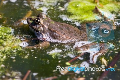 Close-up Shot Of A Marsh Frog Stock Photo