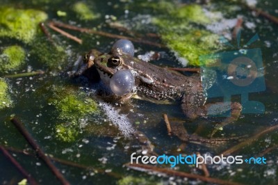 Close-up Shot Of A Marsh Frog Stock Photo