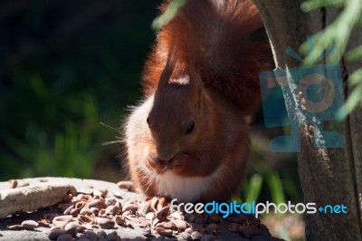 Close-up Shot Of An Eurasian Red Squirrel (sciurus Vulgaris) Stock Photo