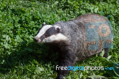 Close-up Shot Of An European Badger Stock Photo