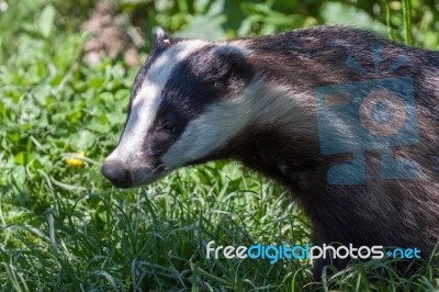 Close-up Shot Of An European Badger Stock Photo