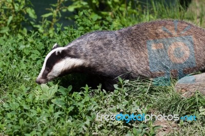 Close-up Shot Of An European Badger (meles Meles) Stock Photo