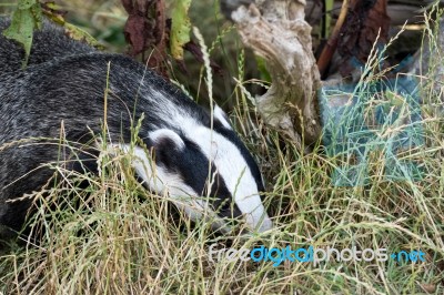 Close-up Shot Of An European Badger (meles Meles) Stock Photo