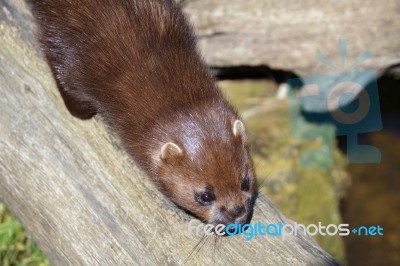 Close-up Shot Of An European Mink (mustela Lutreola) Stock Photo