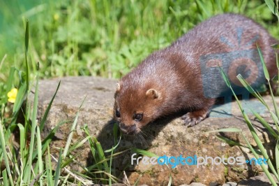 Close-up Shot Of An European Mink (mustela Lutreola) Stock Photo