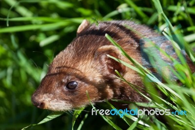 Close-up Shot Of An European Polecat Stock Photo