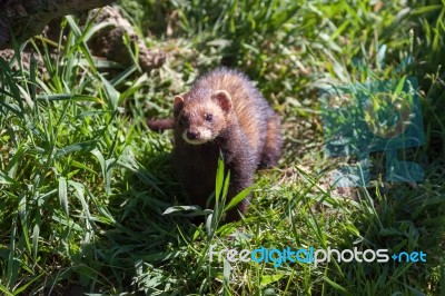 Close-up Shot Of An European Polecat Stock Photo