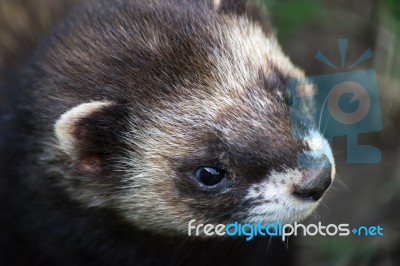 Close-up Shot Of An European Polecat (mustela Putorius) Stock Photo