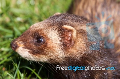 Close-up Shot Of An European Polecat (mustela Putorius) Stock Photo