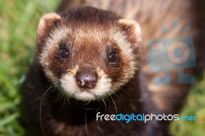 Close-up Shot Of An European Polecat (mustela Putorius) Stock Photo