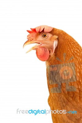 Close Up Side View Of Brown Chicken Hen Isolated White Background Use For Farm Animals And Livestock Theme Stock Photo