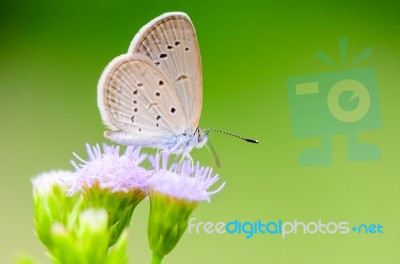 Close Up Small Brown Butterfly ( Tiny Grass Blue ) Stock Photo