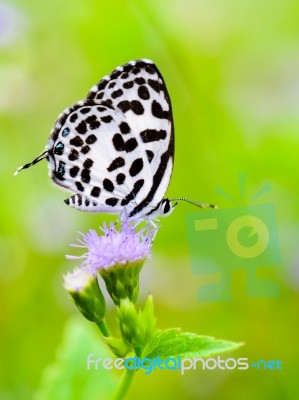 Close Up Small White Butterfly ( Common Pierrot ) Stock Photo