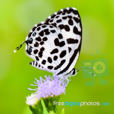 Close Up Small White Butterfly ( Common Pierrot ) Stock Photo