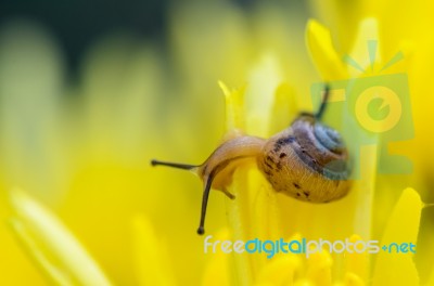 Close Up Snail On Yellow Chrysanthemum Flowers Stock Photo