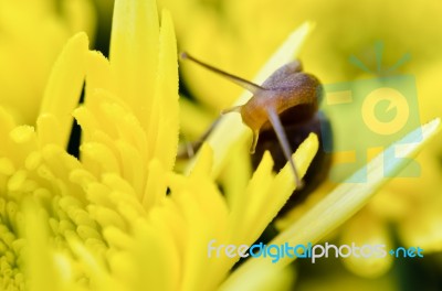 Close Up Snail On Yellow Chrysanthemum Flowers Stock Photo