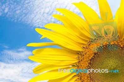 Close Up Sunflower And Blue Sky Stock Photo