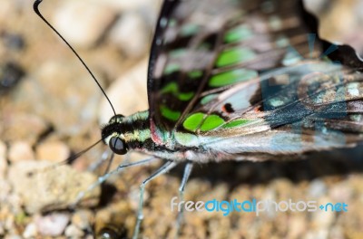 Close Up Tailed Jay Butterfly With Have Green Spots On Wings Stock Photo